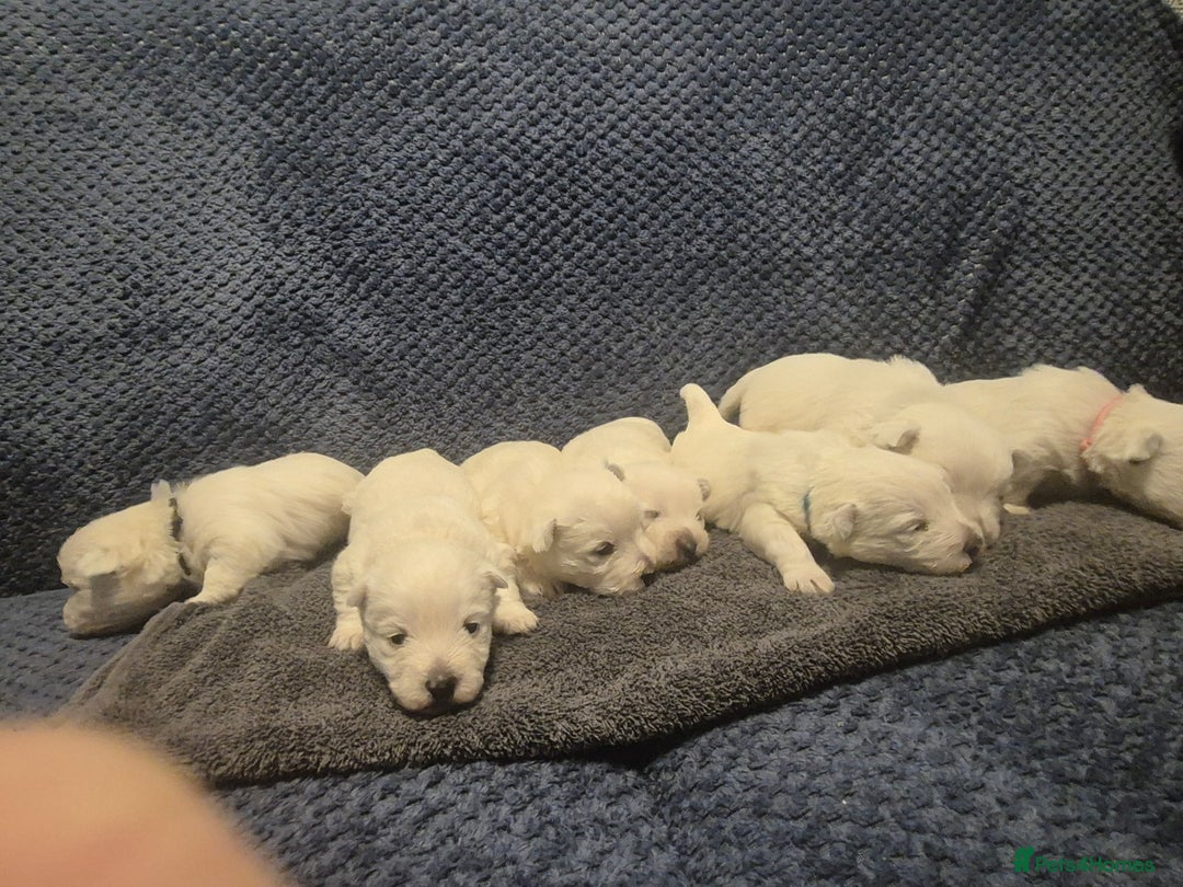 West Highland Terrier dogs for sale: Westhighland Terrier - Advert 15