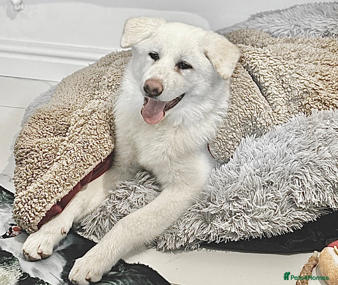 Japanese Akita Inu dogs for sale: Young Angel Akita & her Puppies for good homes 💜 - Advert 2