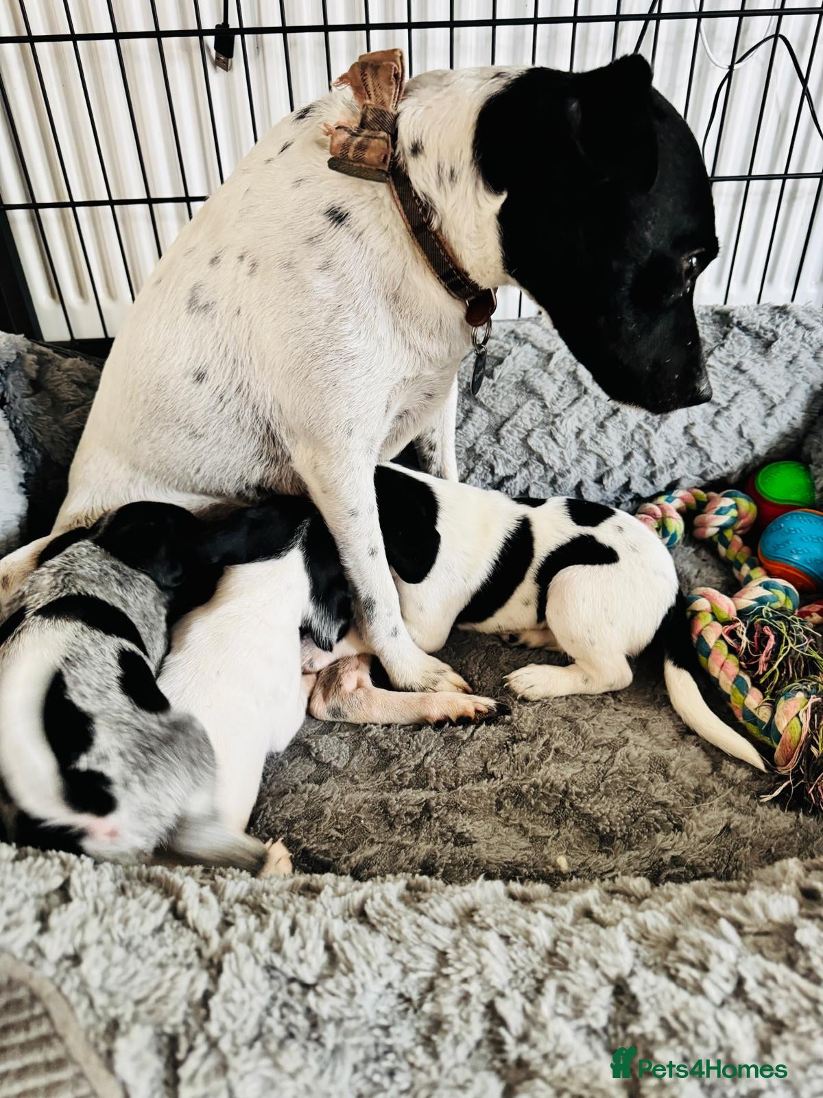 Mixed Breed dogs 3 gorgeous loving male puppies  - Advert 2