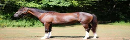 Welsh Section A horses for sale: Brook's - Brown Gelding Welsh Quarter Pony - Advert 2