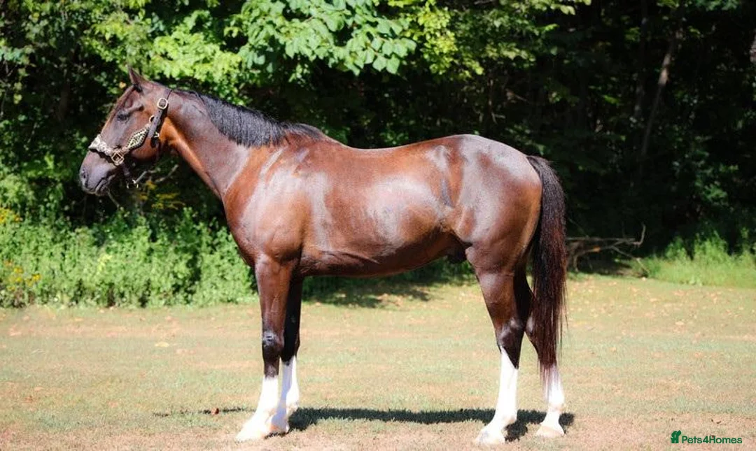 Welsh Section A horses for sale: Brook's - Brown Gelding Welsh Quarter Pony - Advert 2