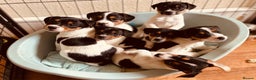 Jack Russell dogs for sale: Jack Russell puppies for sale - Advert 2
