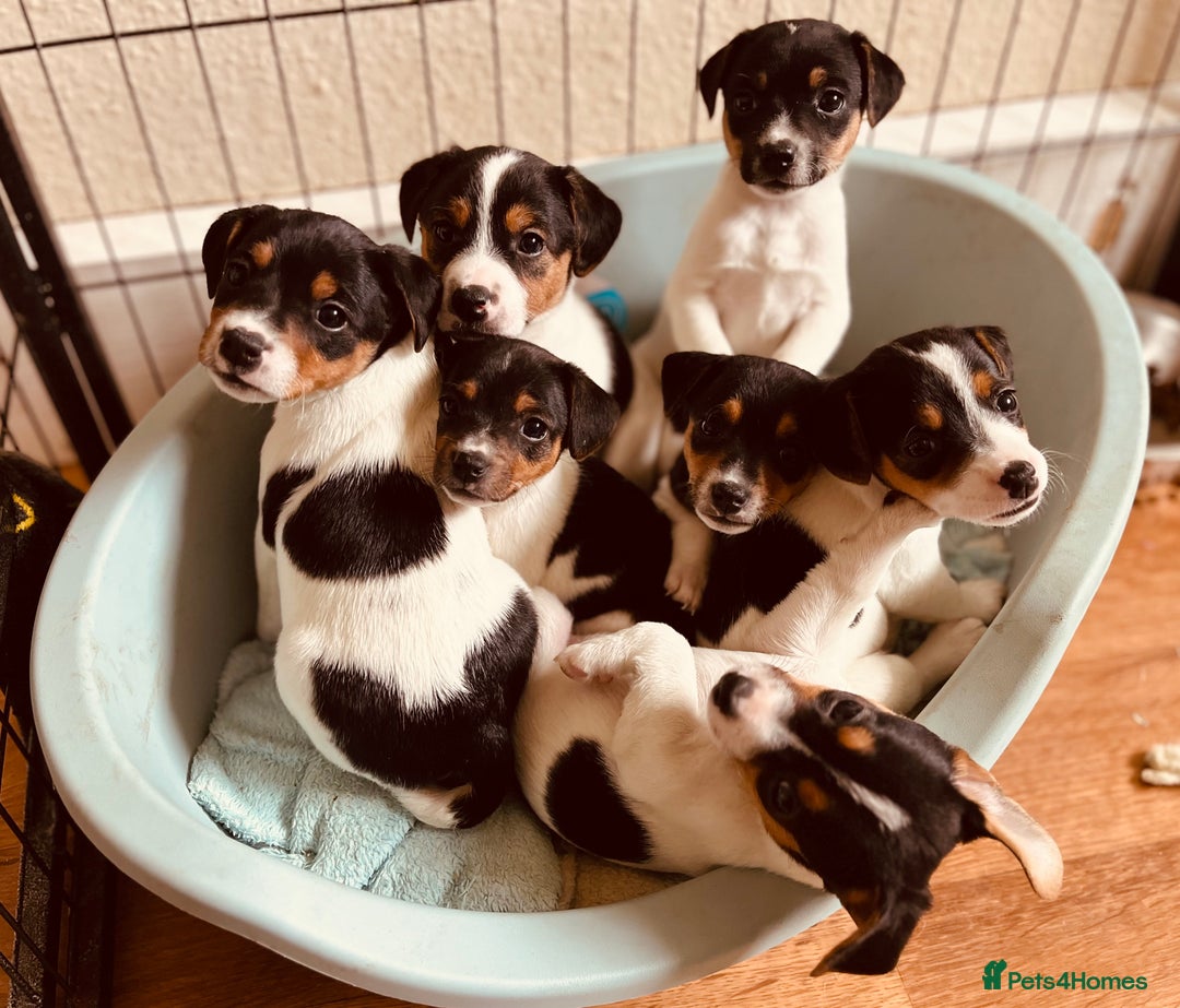 Jack Russell dogs for sale: Jack Russell puppies for sale - Advert 2