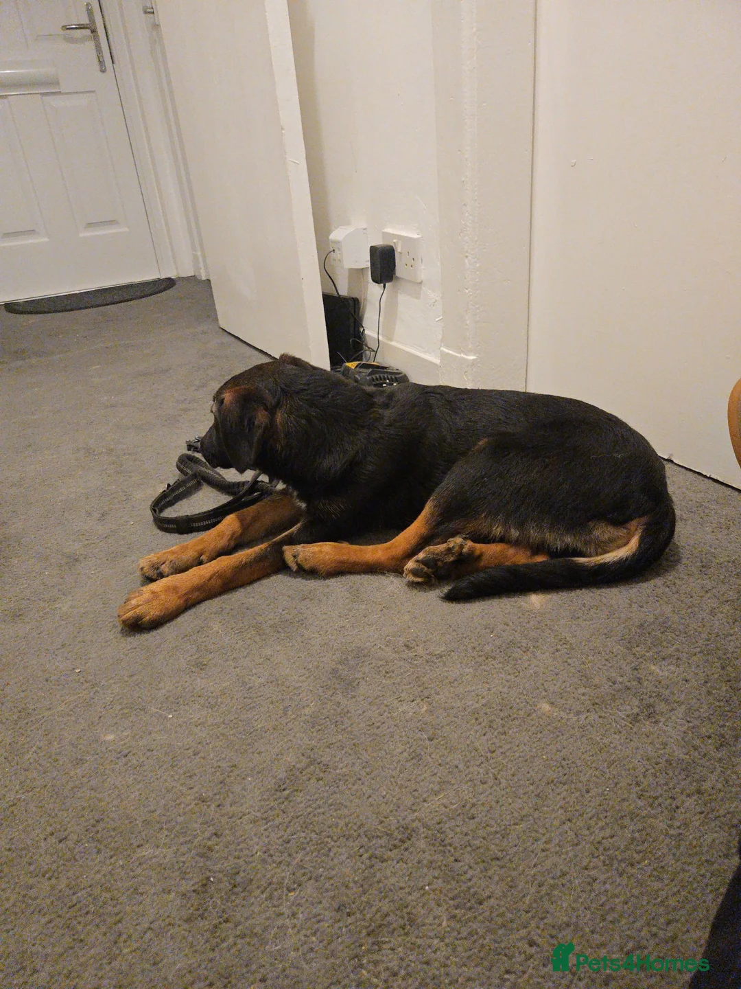 Mixed Breed dogs for sale: Small Pup for Rehoming - Advert 2