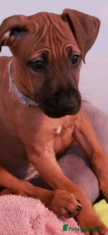 Rhodesian Ridgeback dogs - Advert 1