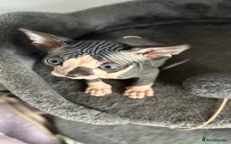 Sphynx cats for sale: Amazing colour Sphynx - Image 29