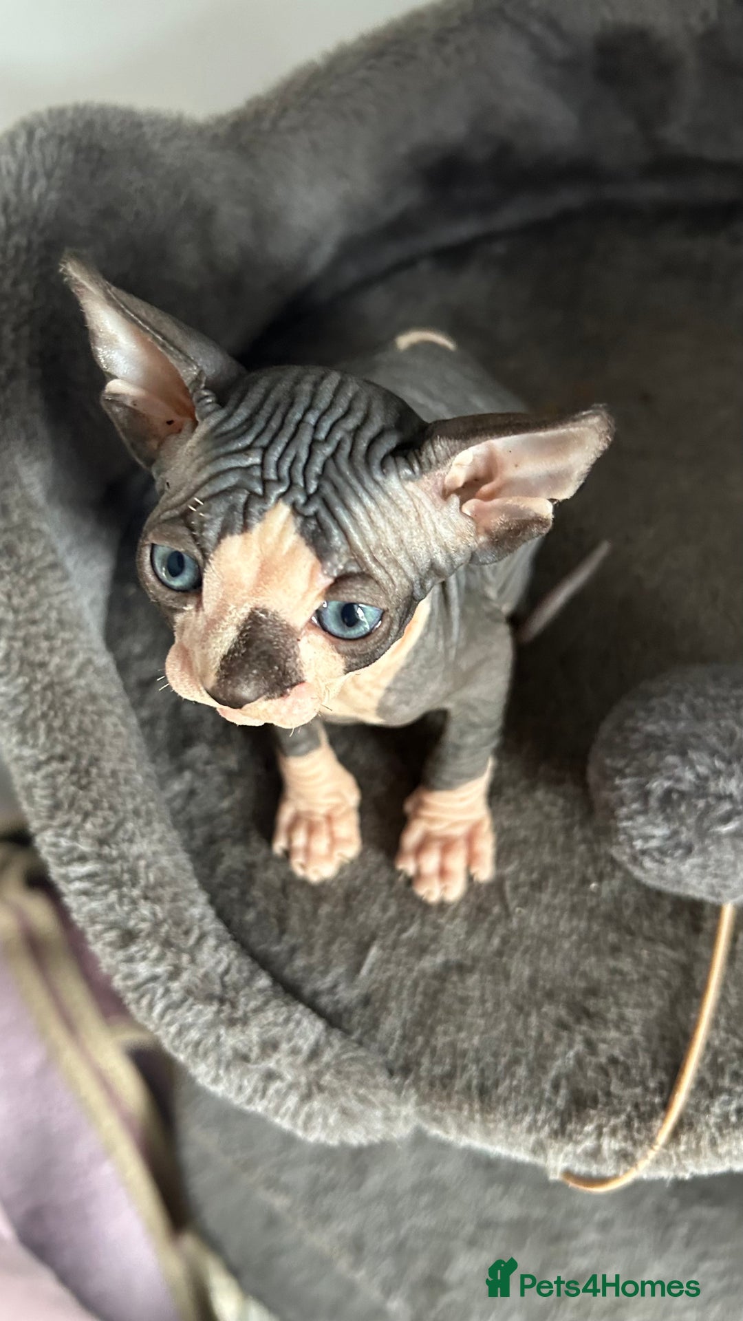 Sphynx cats for sale: Amazing colour Sphynx - Image 29
