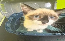 Mixed Breed cats for sale: Ragdoll X & Black kittens for sale.  - Image 10