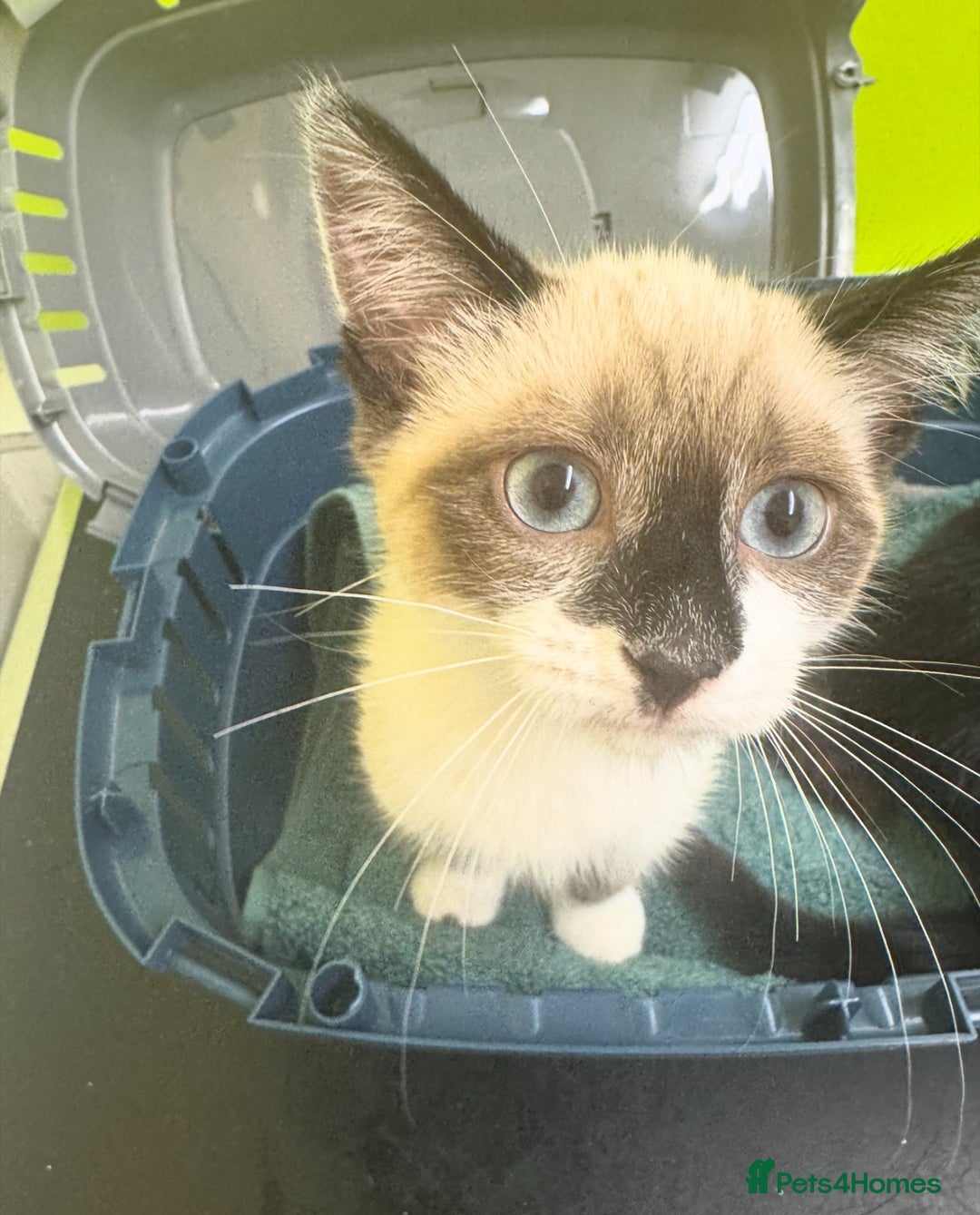 Mixed Breed cats for sale: Ragdoll X & Black kittens for sale.  - Image 10