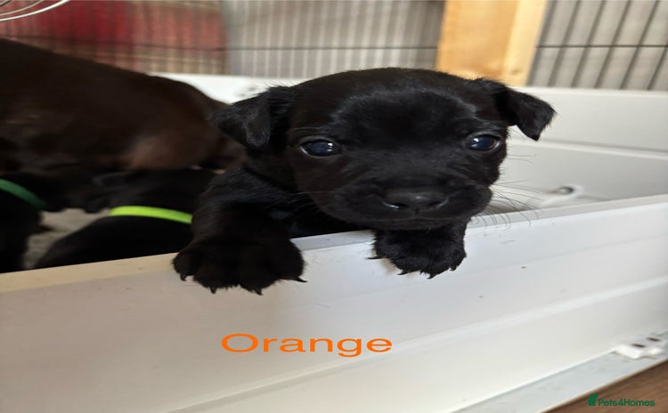 Patterdale Terrier dogs - Advert 2