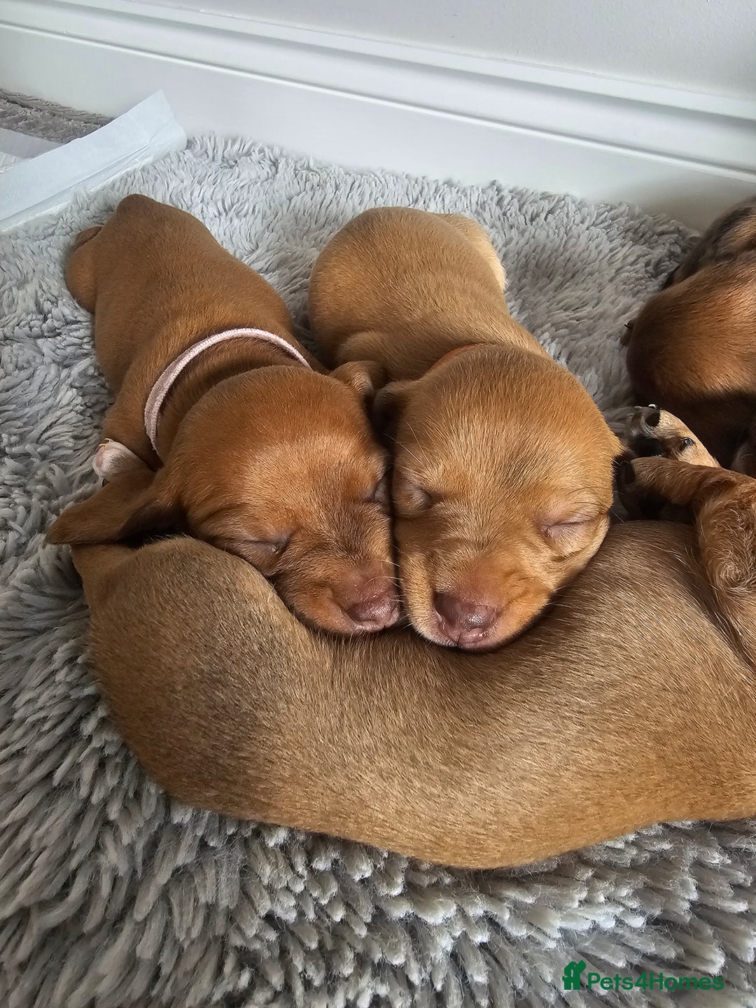 Miniature Dachshund dogs for sale: Mini Dachshund Puppies - Image 6