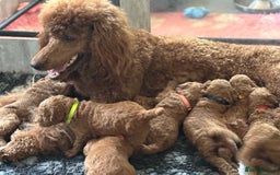 Poodle dogs for sale: Standard Poodle Red  IKC Champion lines - Image 6