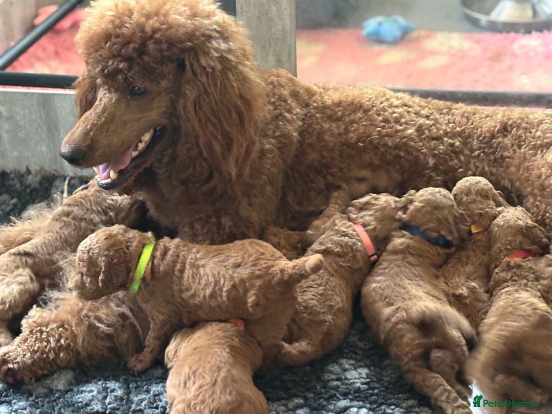 Poodle dogs for sale: Standard Poodle Red  IKC Champion lines - Image 6