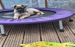 Mixed Breed dogs for sale: Special boy looking for a special home - Image 4