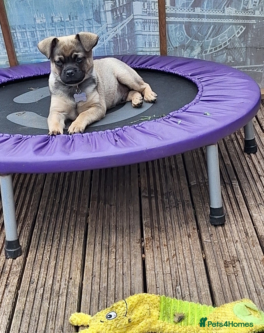 Mixed Breed dogs for sale: Special boy looking for a special home - Image 4