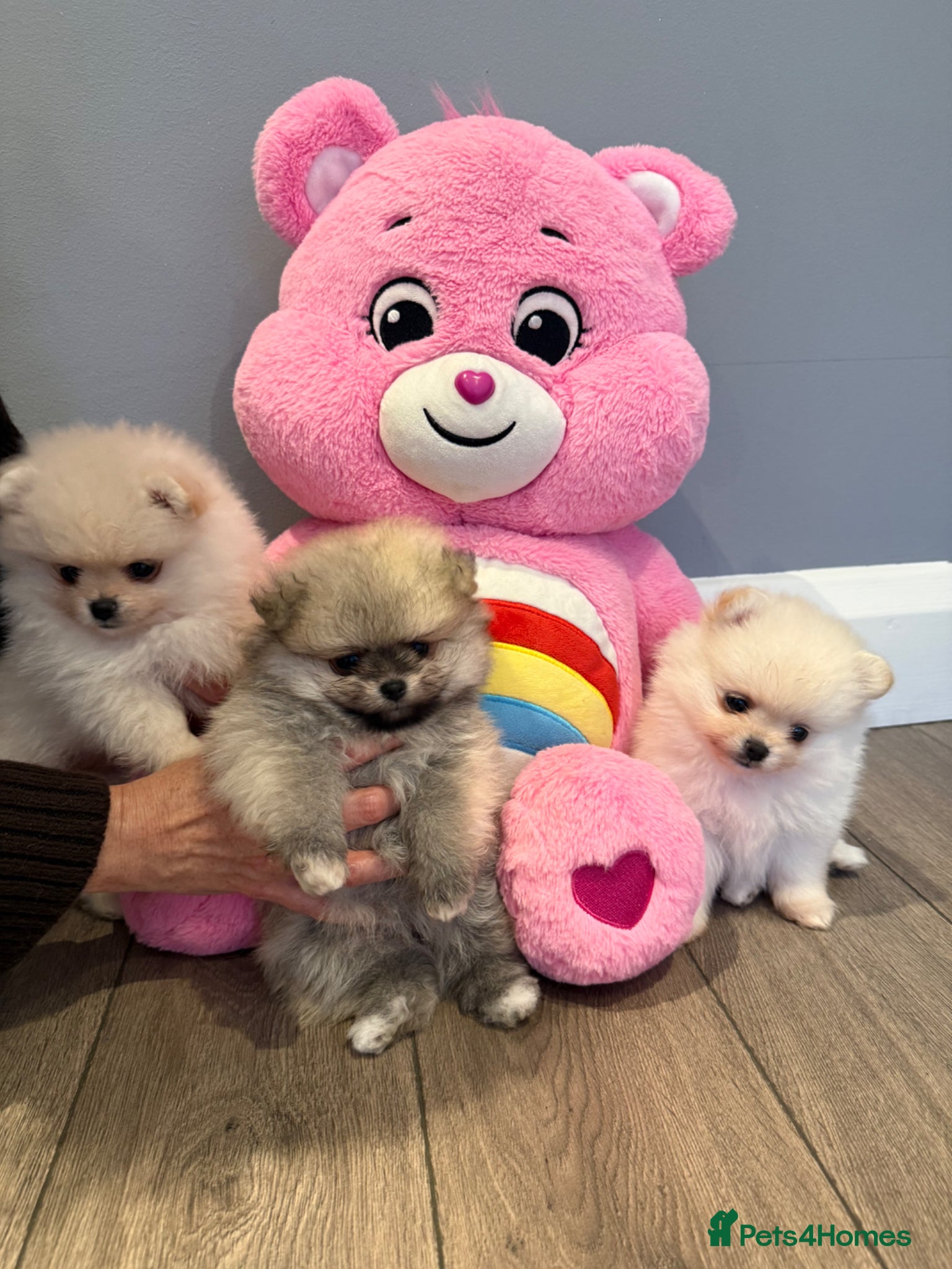 Pomeranian dogs Outstanding Pomeranian puppies  - Advert 2