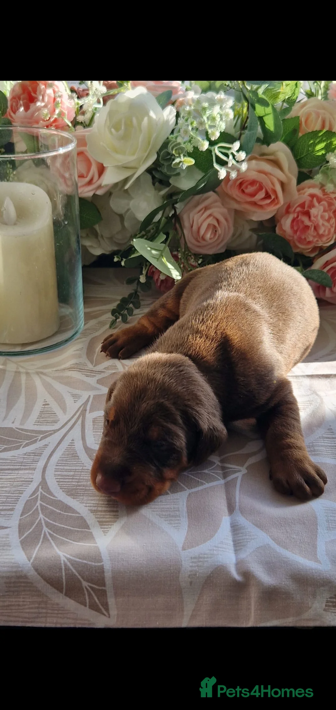 Dobermann dogs for sale: Elite European Doberman Puppies  in Knottingley - Advert 7