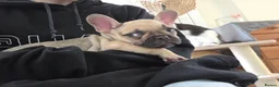 French Bulldog dogs for sale: 2 STUNNING FRENCHIES LEFT - Advert 3