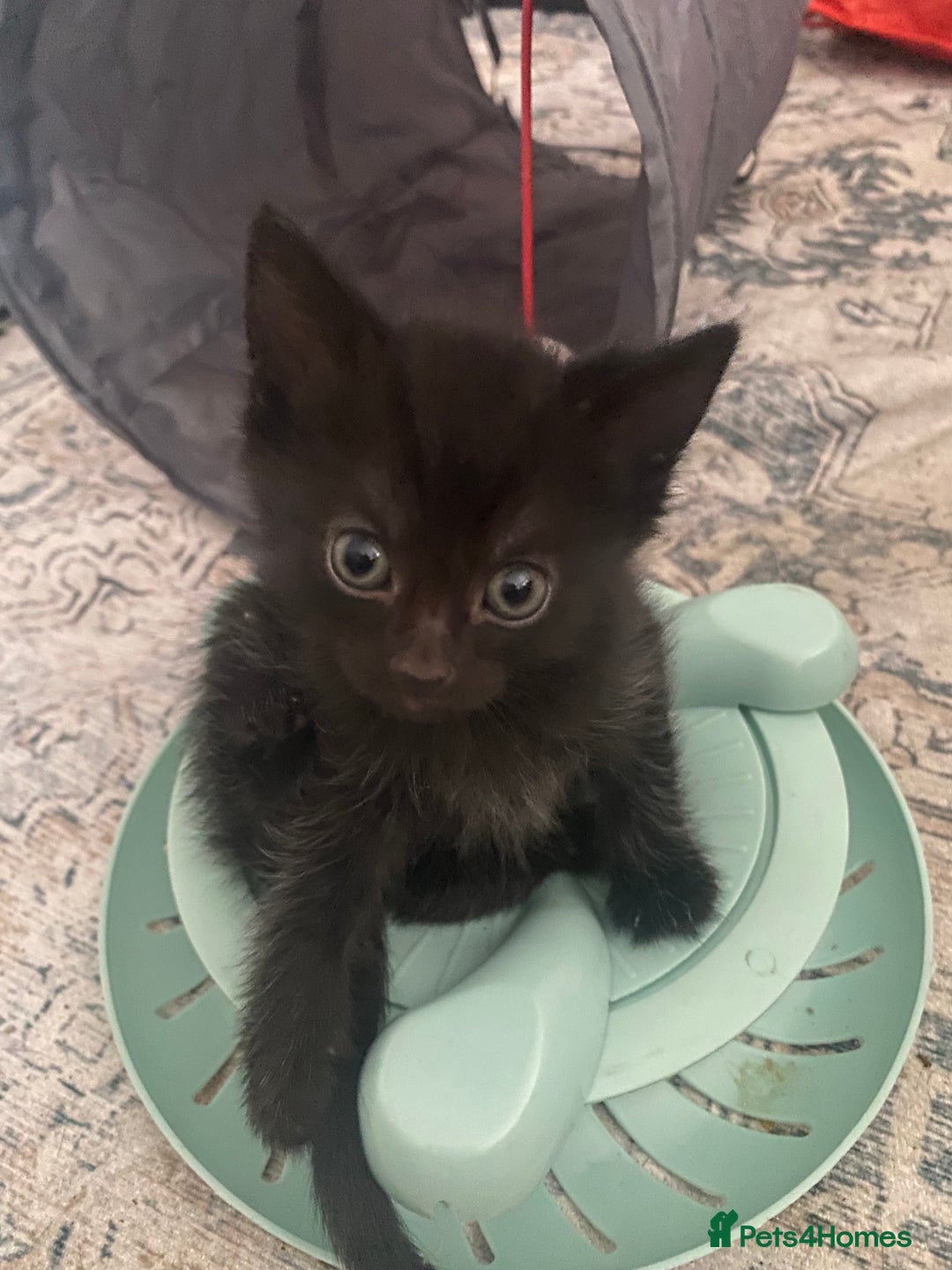 Bengal cats for sale: 3 black bengal kittens  - Advert 4