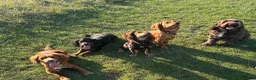 Cocker Spaniel dogs for stud: Working Cocker Spaniel Stud (proven) - Advert 18