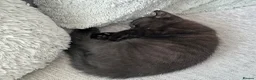 Mixed Breed cats for sale: Female Black Curled Eared, Sphynx X Tabby Kitten  - Advert 6