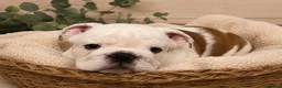 English Bulldog dogs for sale:  KC Reg English bulldog pups genuine breed colour - Advert 10