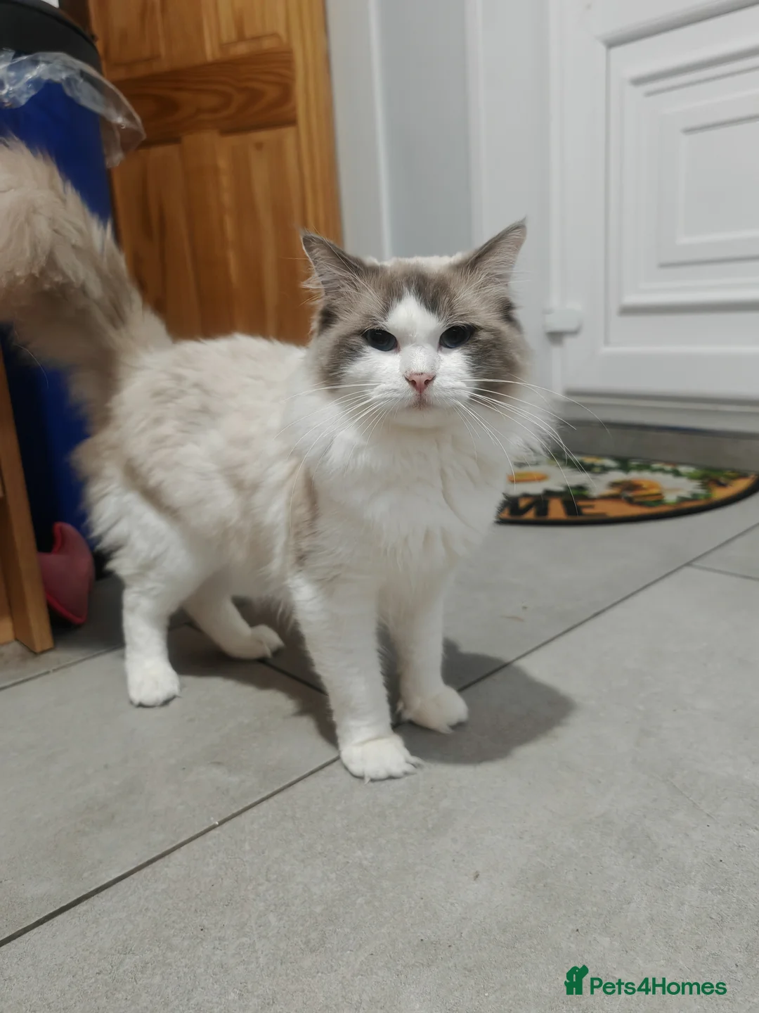 Ragdoll cats for sale: Beauty bicolour ragdoll Pako (not neutered)  - Advert 3