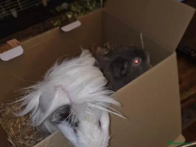 Guinea Pig rodents for sale: 2 male bonded for rehome - Advert 1