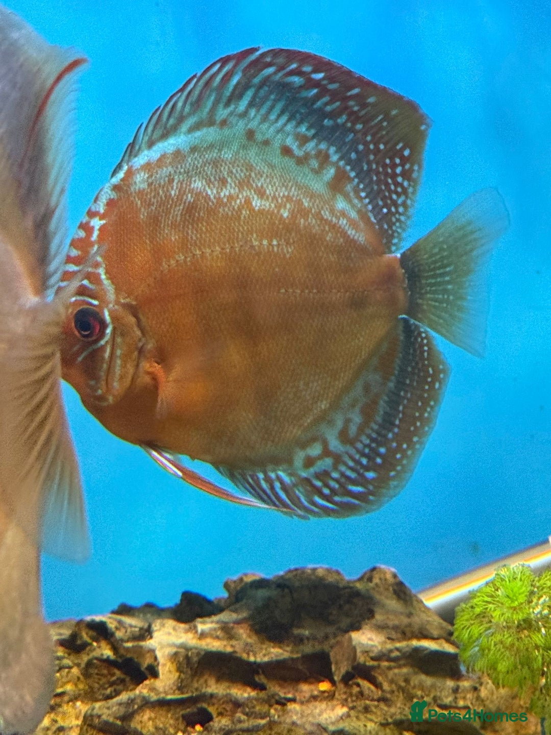 Discus fish for sale: 10 discus for sale due to house move - Advert 10