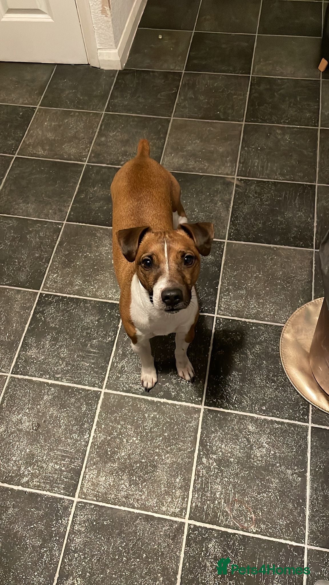 Plummer Terrier dogs Plummer terrior male - Advert 2