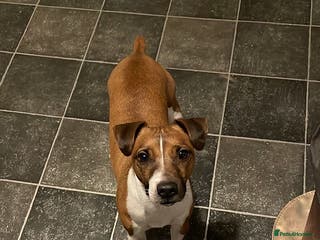 Plummer Terrier dogs Plummer terrior male - Advert 2