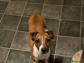 Plummer Terrier dogs Plummer terrior male - Advert 1