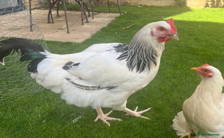 Chickens poultry - Advert 13
