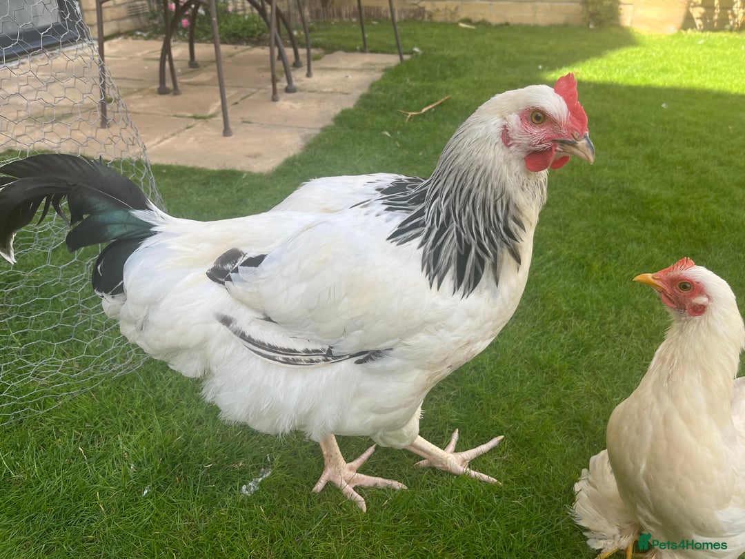 Chickens poultry for sale: Cockerel for sale  - Image 1