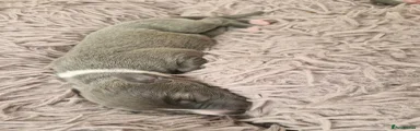 Whippet 1