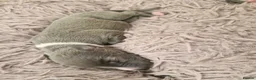 Whippet dogs for sale: Wonderful KC registered whippet puppies - Advert 8