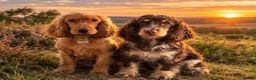 Cocker Spaniel dogs for sale: ❤️❤️WAITING LIST RE OPENED❤️❤️ - Advert 17