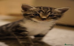 Mixed Breed cats for sale: Mixed breed  - Advert 9