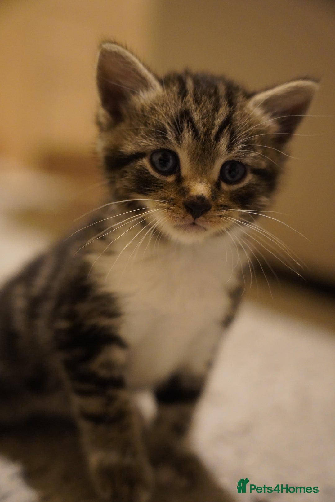 Mixed Breed cats for sale: Mixed breed  - Advert 9