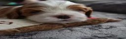 Cavalier King Charles Spaniel dogs for sale: MRI scanned parents fullY health tested - Advert 12