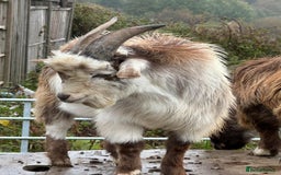 Goats livestock for sale: Male pygmy goat for sale - Image 4