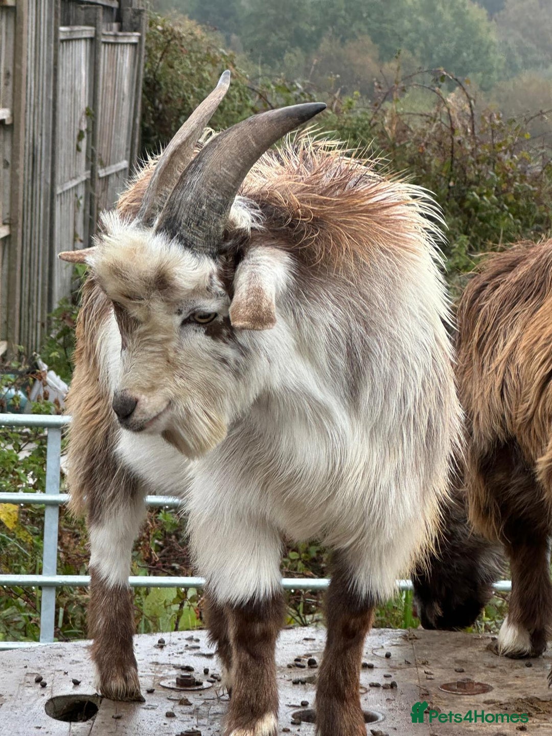 Goats livestock for sale: Male pygmy goat for sale - Image 4