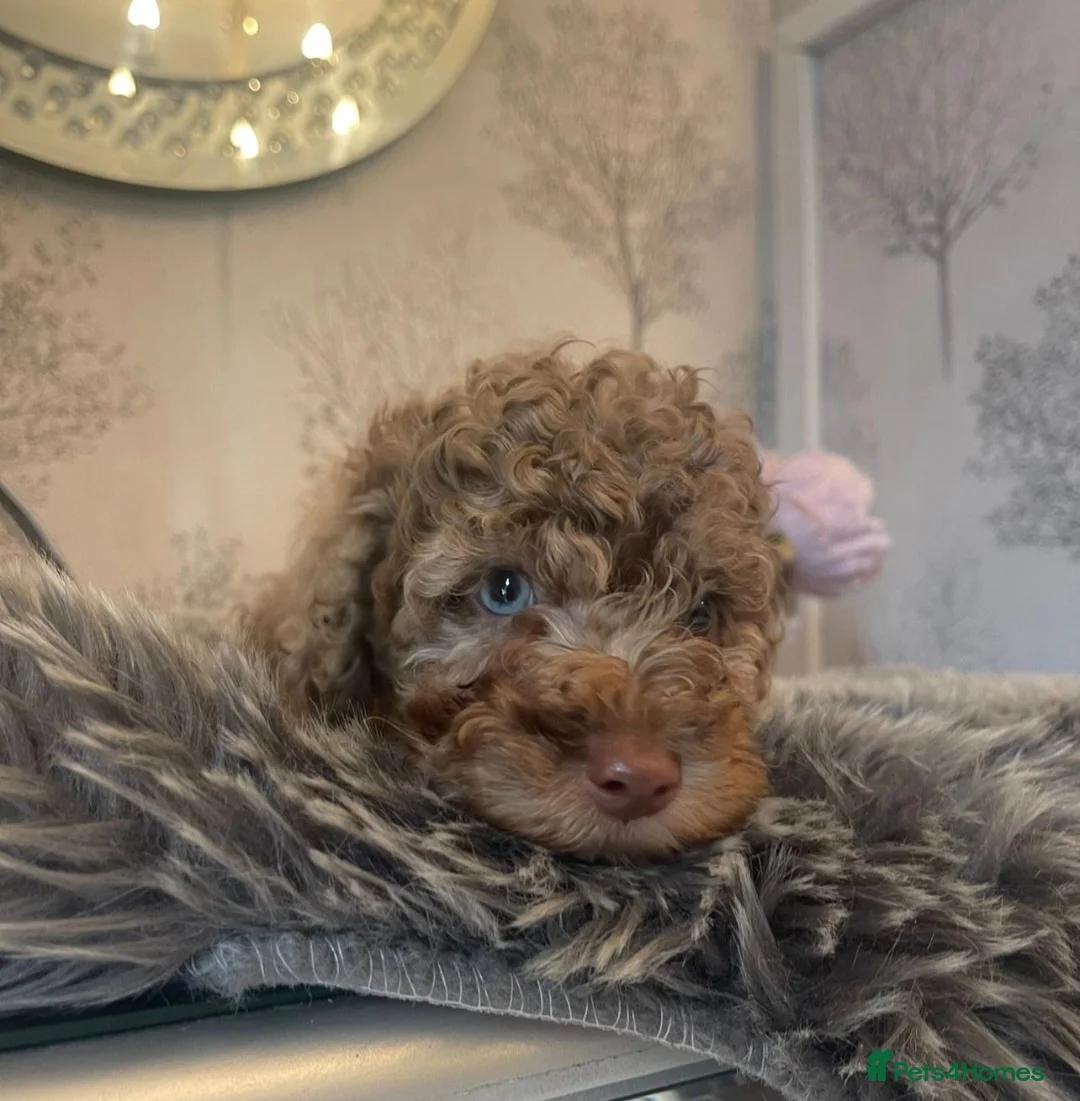 Poodle dogs for stud:  CHOCOLATE MERLE PHANTOM CARRYING PARTI in Todmorden - Advert 20