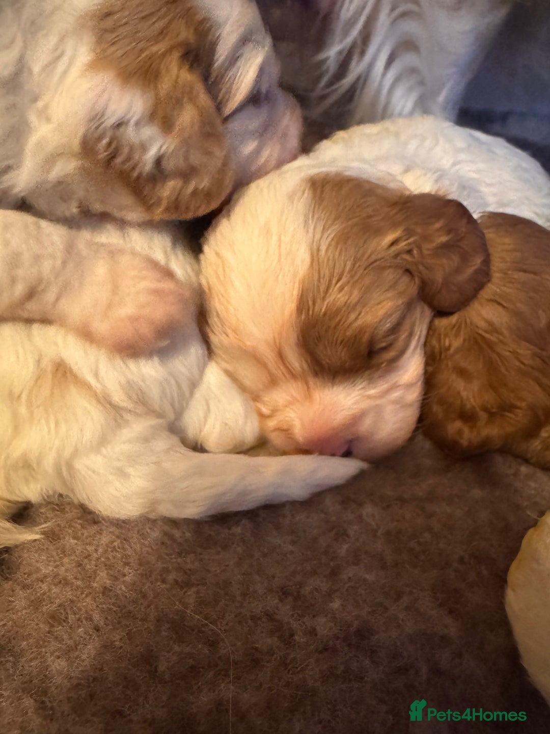 Cavapoo dogs for sale: Stunning F1 Toy Cavapoo puppies  - Advert 3