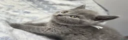British Shorthair cats for sale: British Shorthair - Advert 20