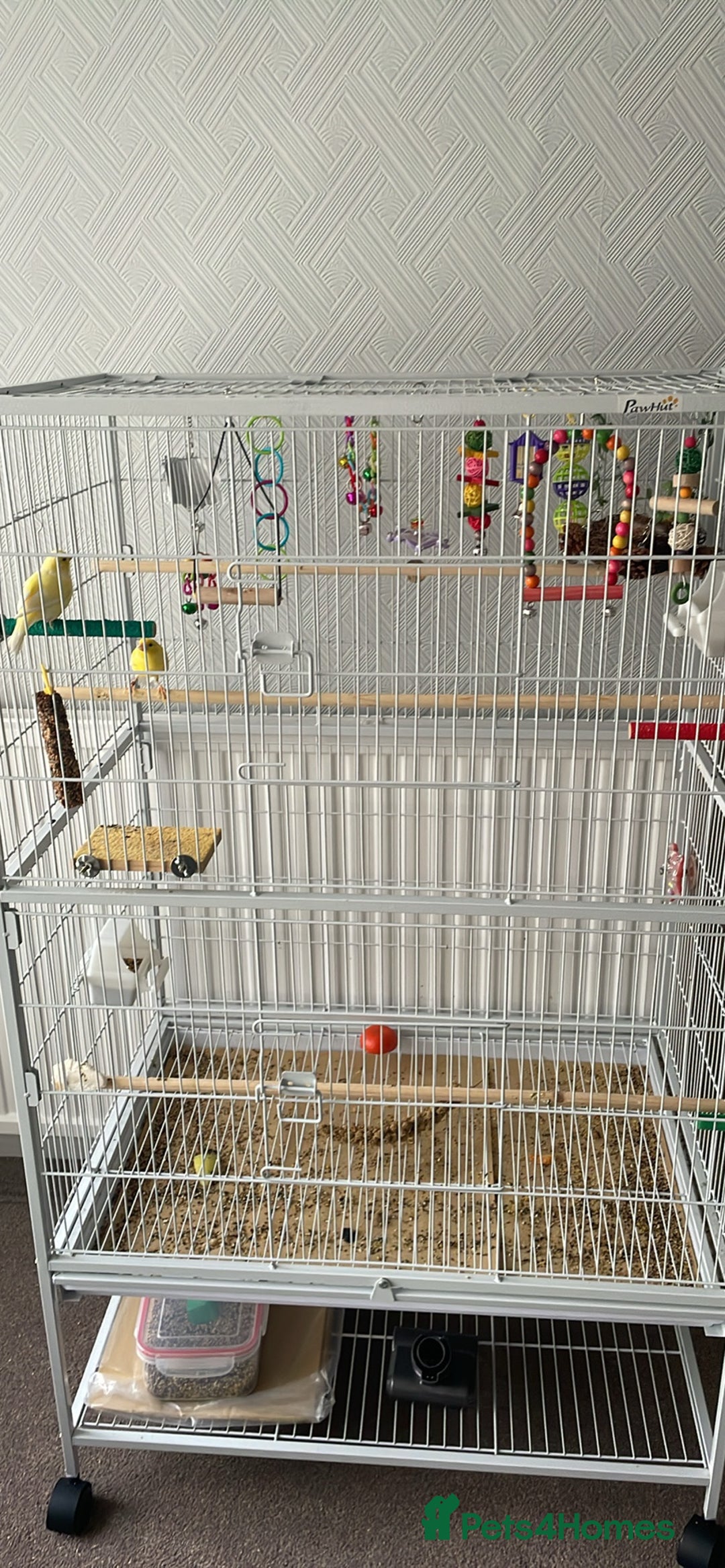 Canaries birds for sale: Family of canary birds - Advert 1