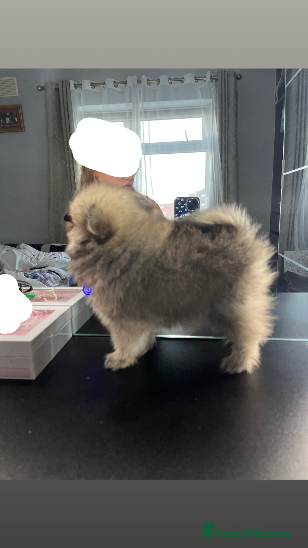Pomeranian dogs for sale: 3 Stunning Poms - Image 8