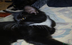 European cats for sale: 3 adorable kittens for sale  - Image 11