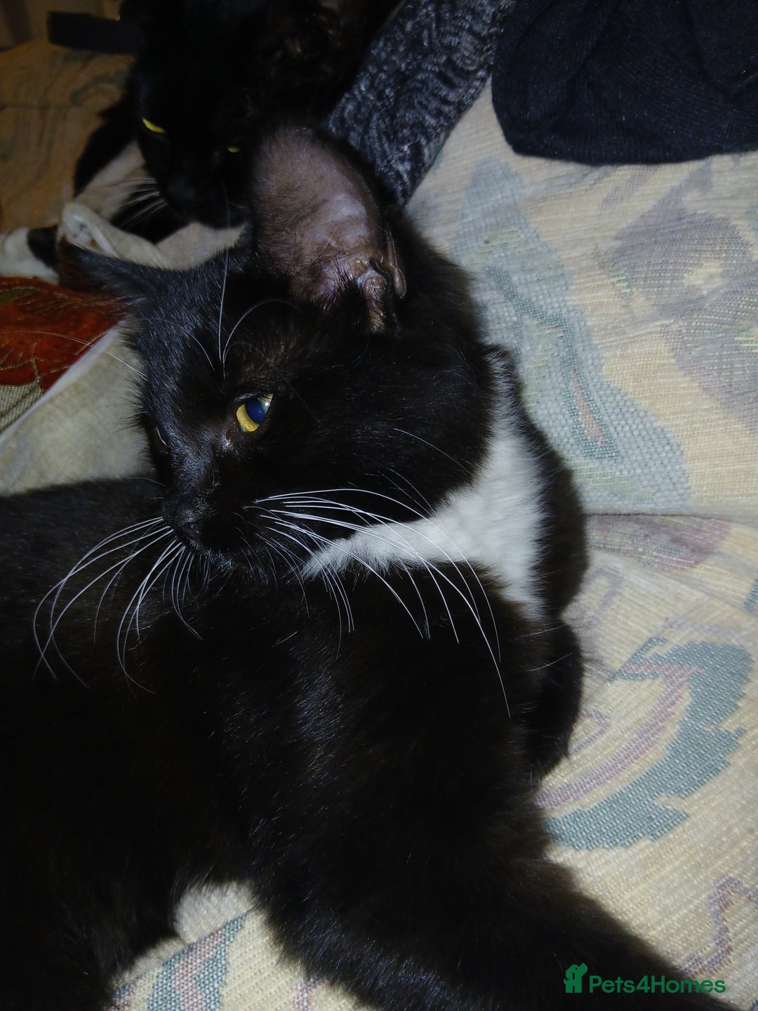 European cats for sale: 3 adorable kittens for sale  - Image 11