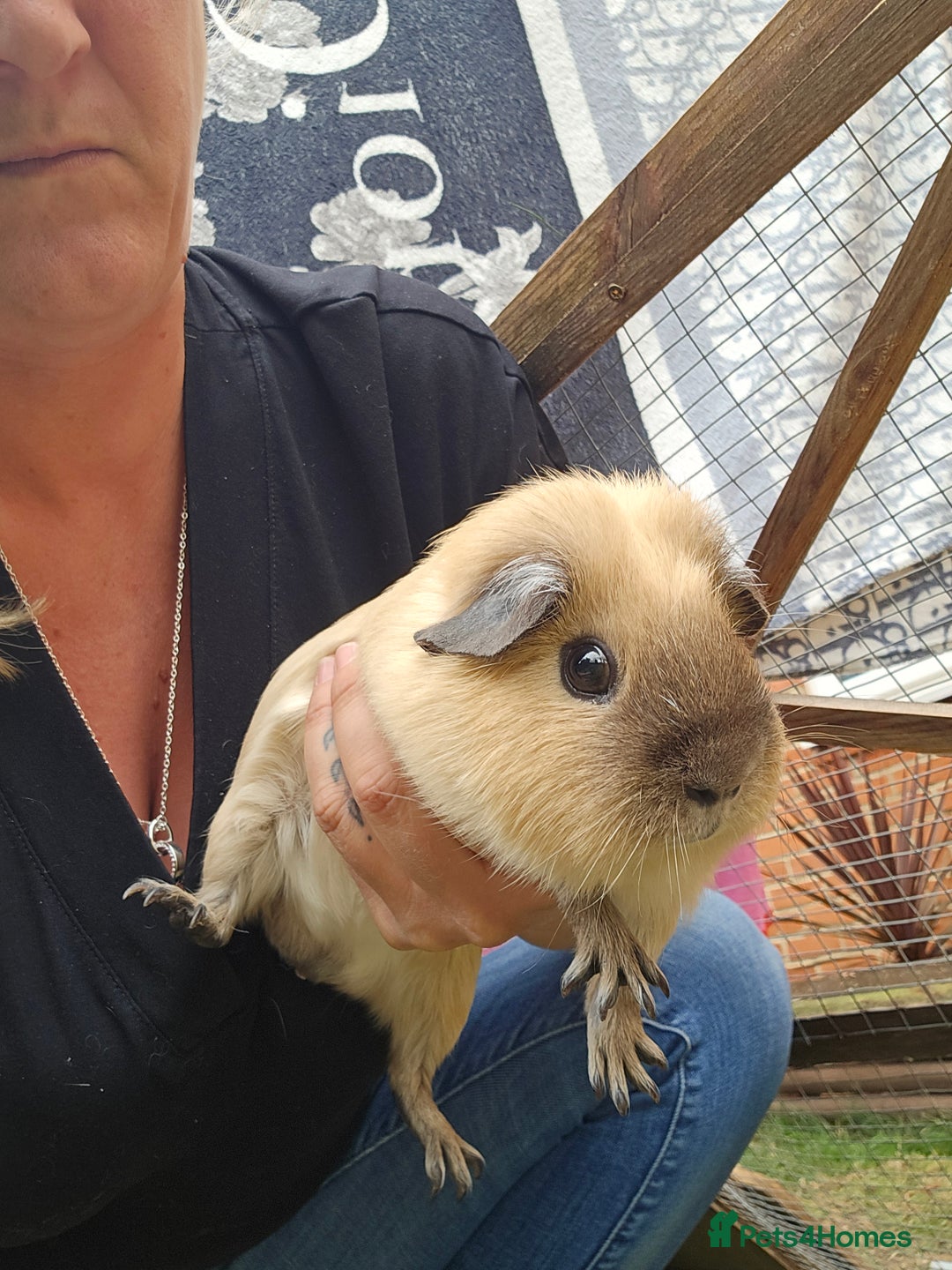 Guinea Pig rodents for sale: 2 boys for rehoming - Image 1